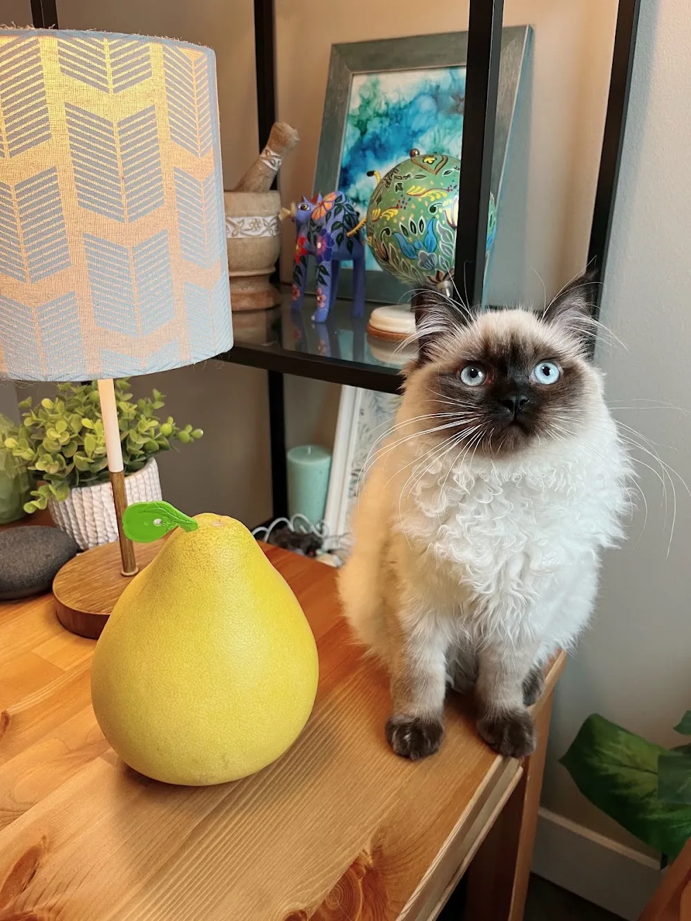 Himalayan and Ragdoll kittens - British Columbia pet otel görseli 7