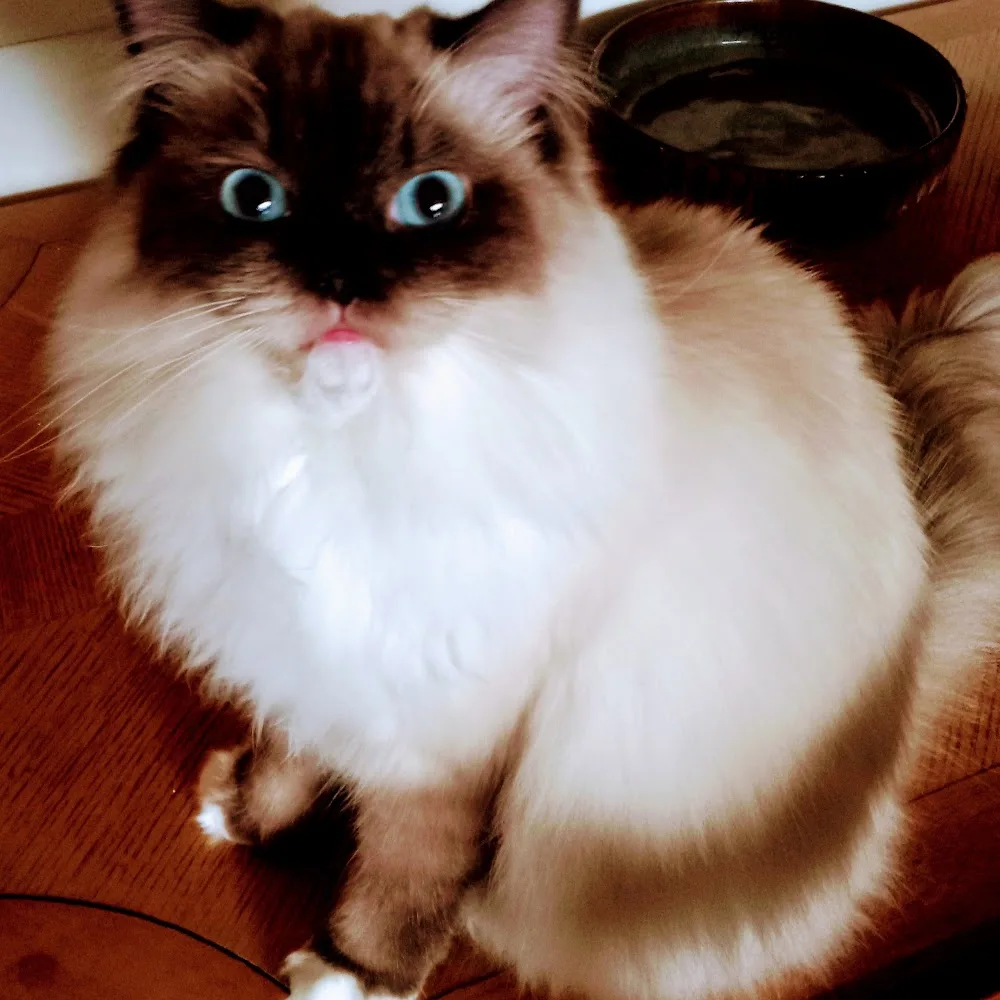 Himalayan and Ragdoll kittens - British Columbia pet otel görseli 9