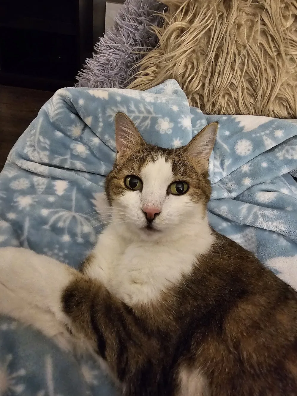 Kalmar Cat Hotel - British Columbia pet otel görseli 6