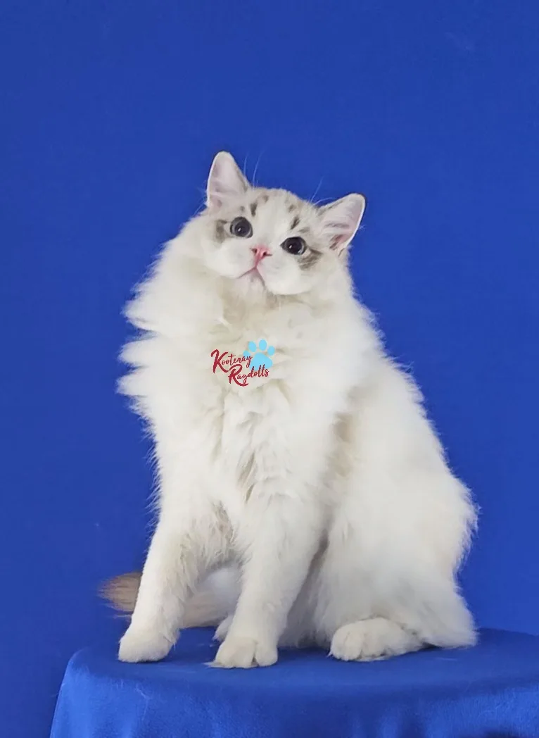 Kootenay Ragdolls - British Columbia pet otel görseli 2