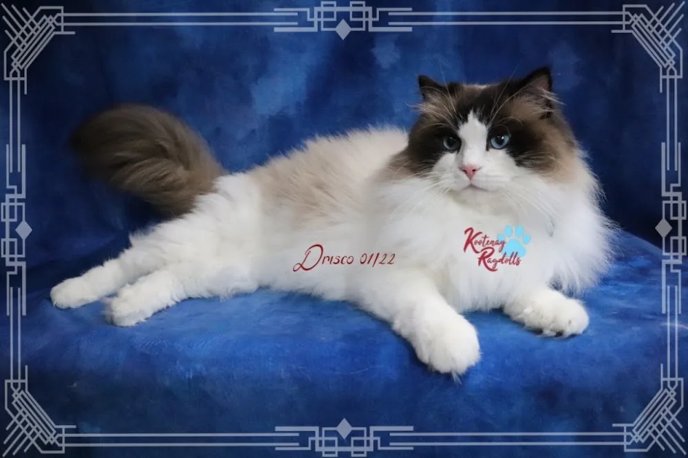 Kootenay Ragdolls - British Columbia pet otel görseli 3