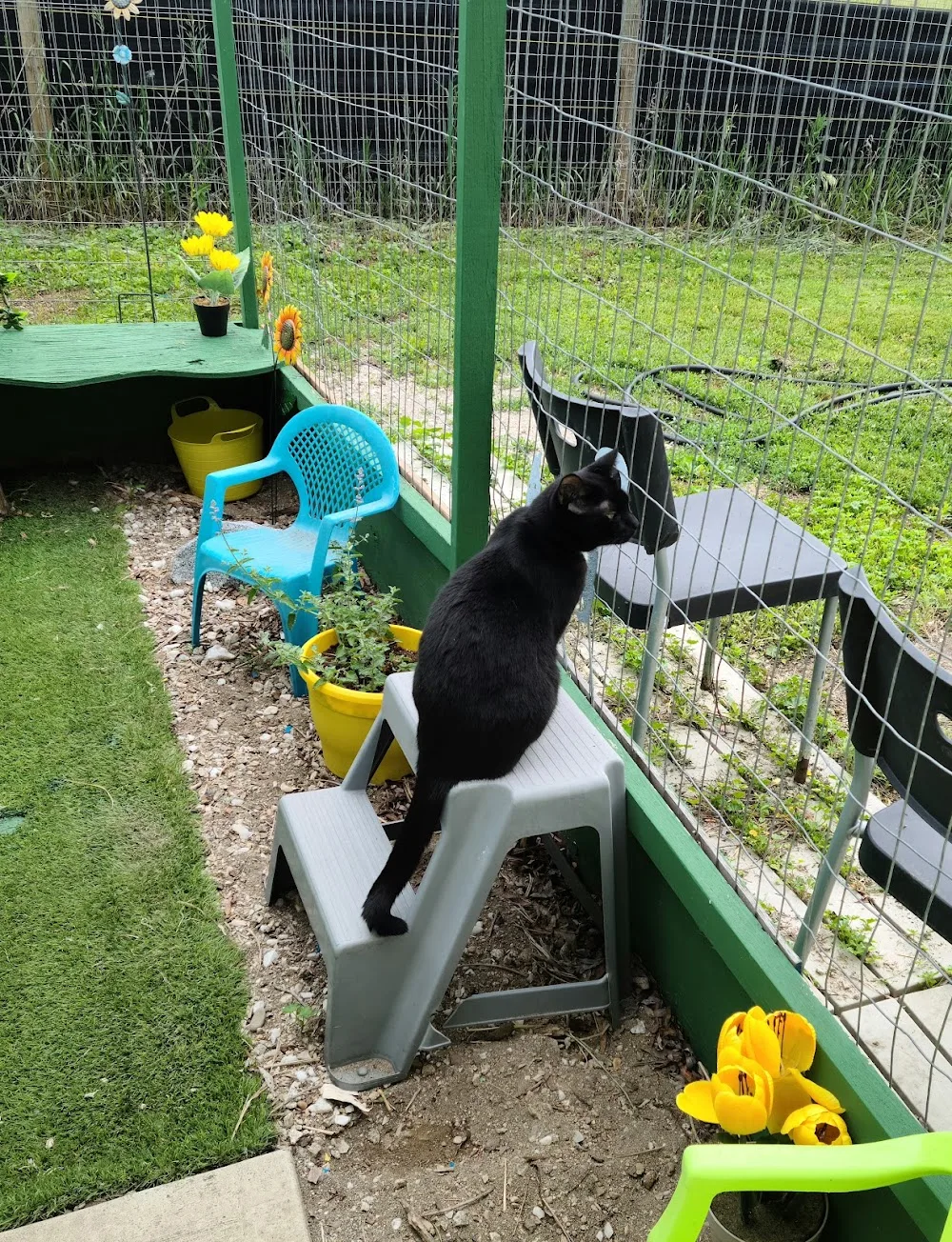 Little Green Farm Pet Hotel - British Columbia pet otel görseli 2