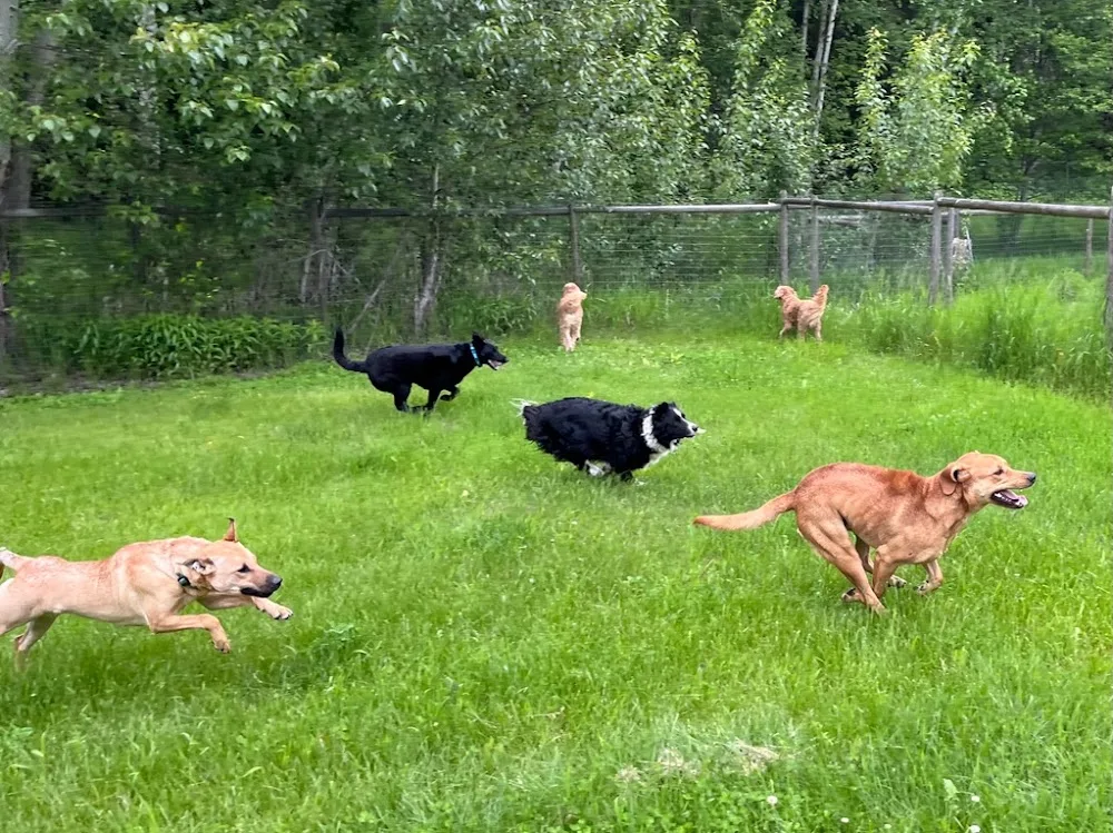 Mutts Boarding & Daycare - British Columbia pet otel