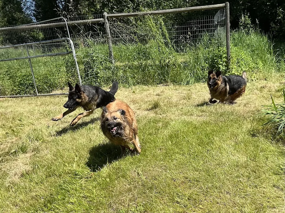 Mutts Boarding & Daycare - British Columbia pet otel görseli 3