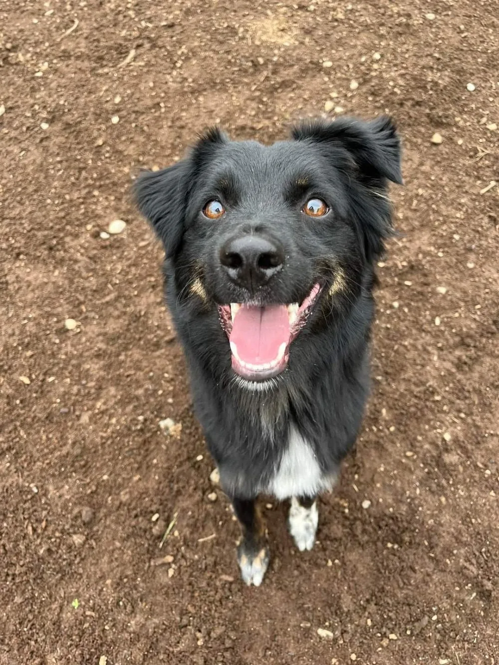 Pacific Northwest Kennels - British Columbia pet otel