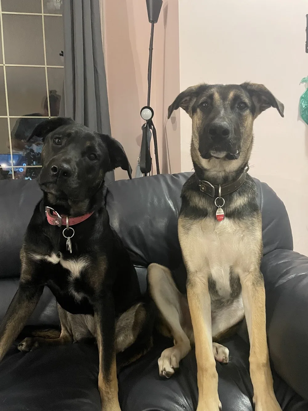Parklane Kennels - British Columbia pet otel