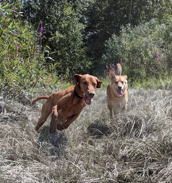 Pathfinder Pet Care and Dog Ranch - British Columbia pet otel
