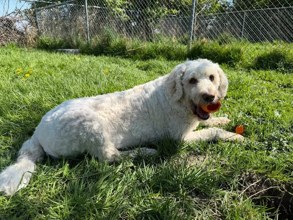 Pathfinder Pet Care and Dog Ranch - British Columbia pet otel görseli 3