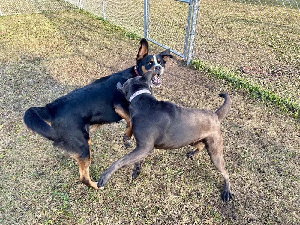 Peace River Kennels - British Columbia pet otel