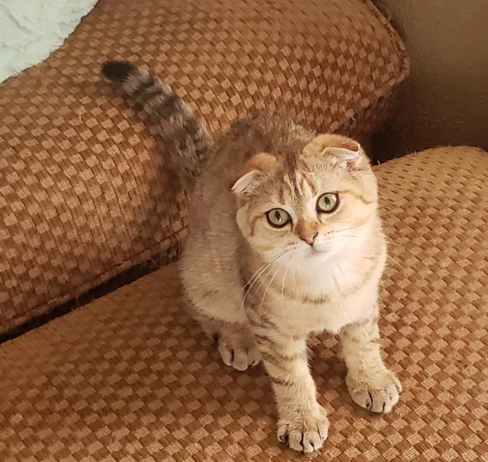 PintSizeKatz Cattery - British Columbia pet otel görseli 11