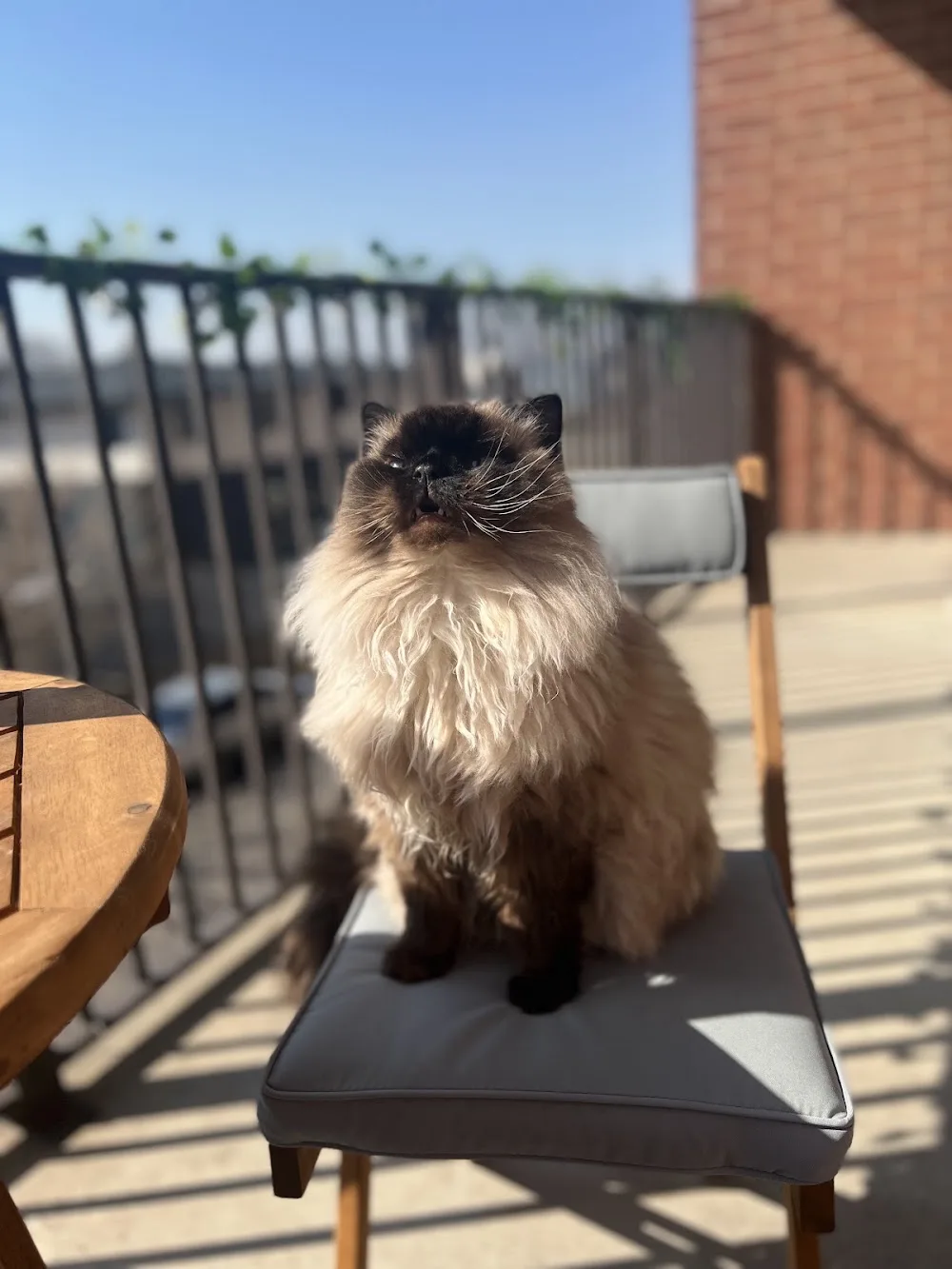 Purradise Deluxe Lodging For Cats - British Columbia pet otel görseli 6