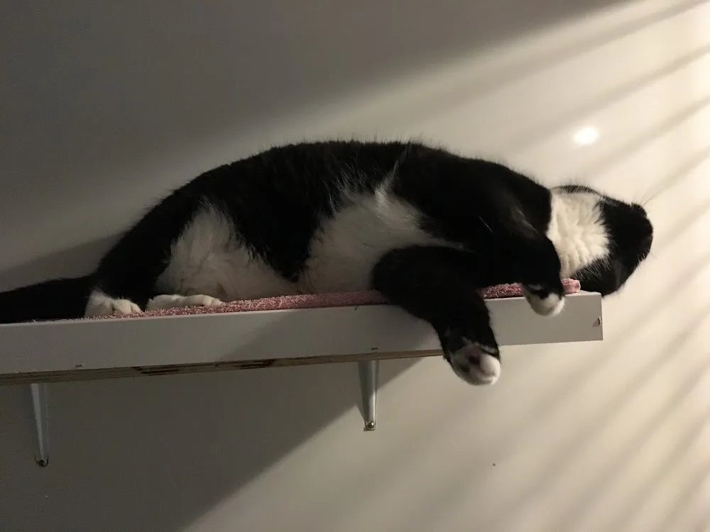 Purradise Deluxe Lodging For Cats - British Columbia pet otel görseli 7