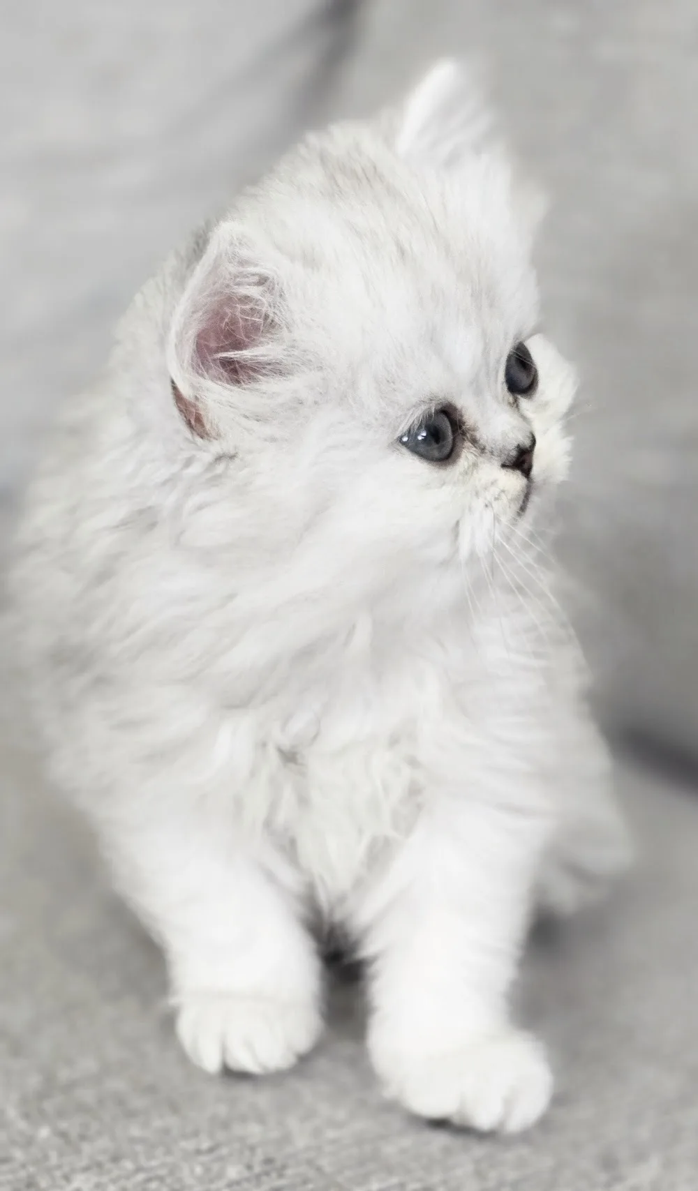 Purrberry - British Columbia pet otel görseli 2