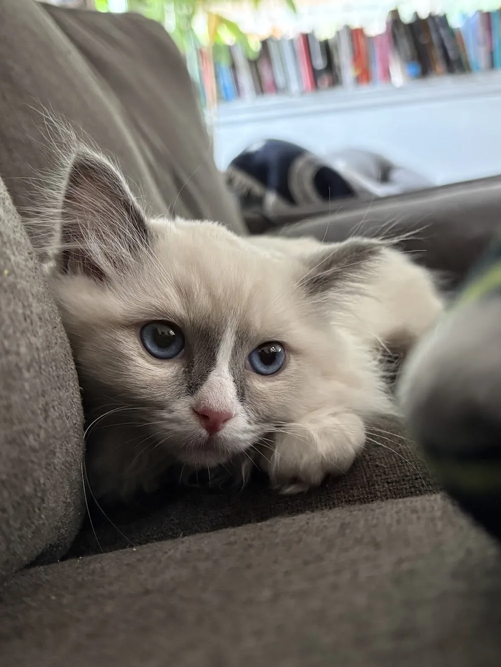 Ragalong Ragdoll - British Columbia pet otel görseli 2
