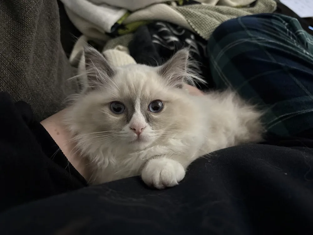 Ragalong Ragdoll - British Columbia pet otel görseli 3