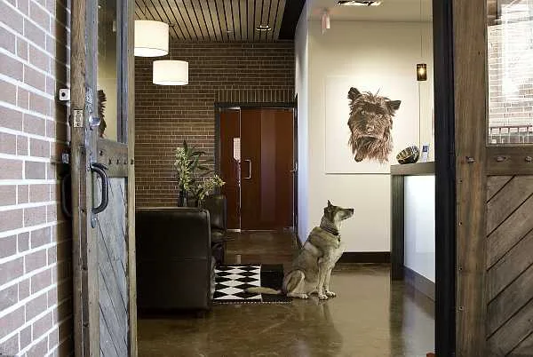 Rex Dog Hotel + Spa - British Columbia pet otel görseli 10