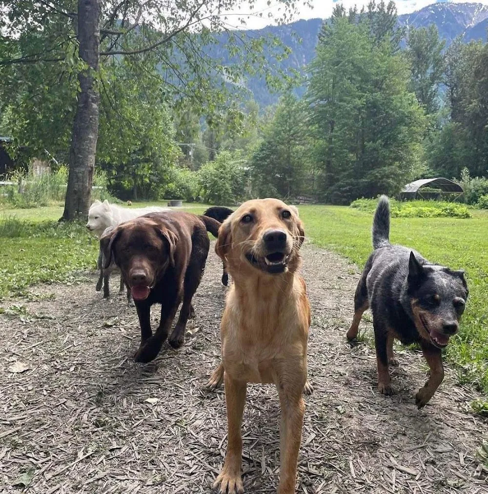 Ruth's Pet Hotel - British Columbia pet otel görseli 7