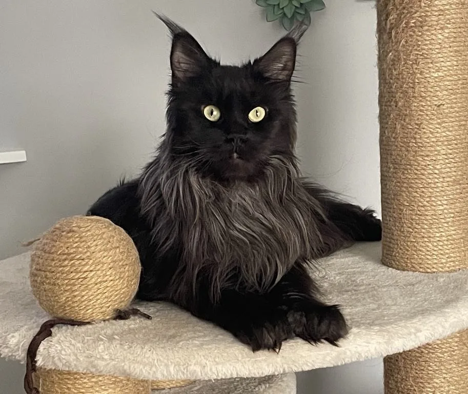 Seven Kingdoms Maine Coon - British Columbia pet otel