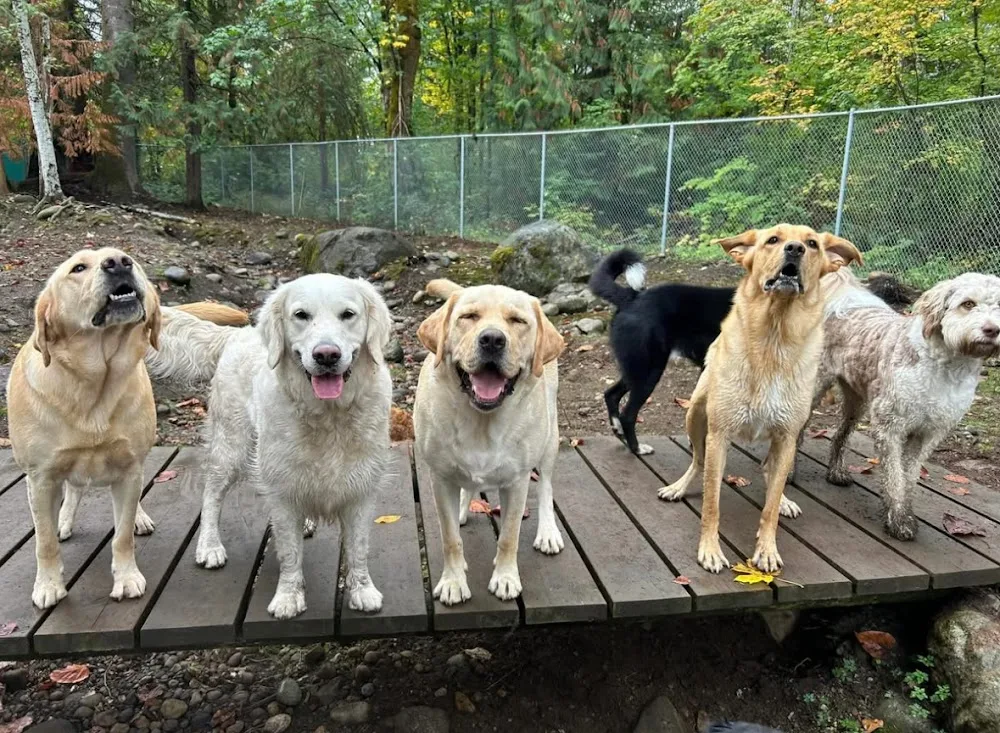 Silverdale Obedience Unleashed - British Columbia pet otel görseli 2