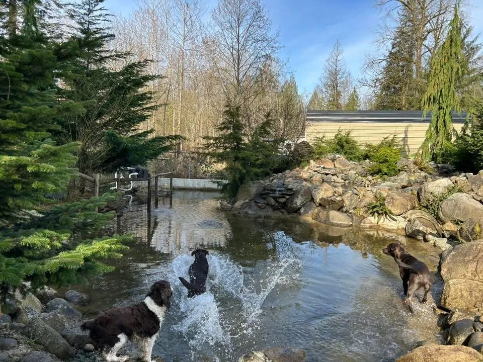 Silverdale Obedience Unleashed - British Columbia pet otel görseli 3