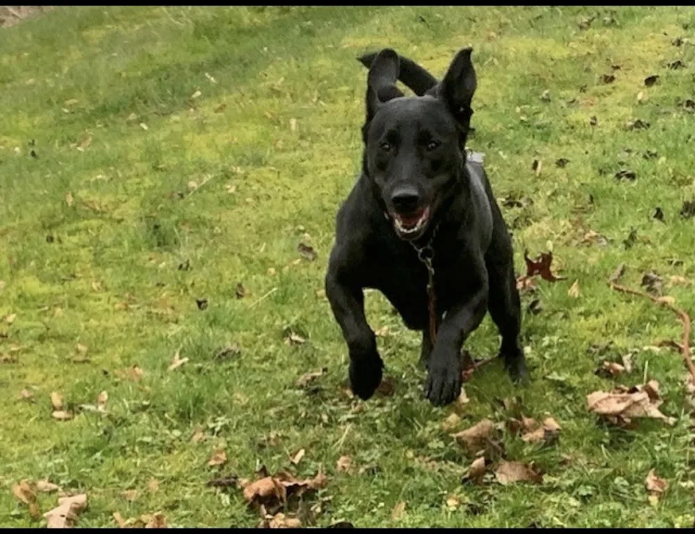 Sinburg Kennels - British Columbia pet otel
