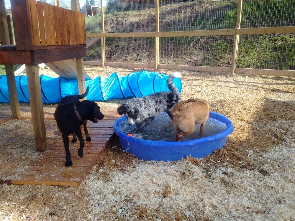 Sinkut Kennels - British Columbia pet otel görseli 3