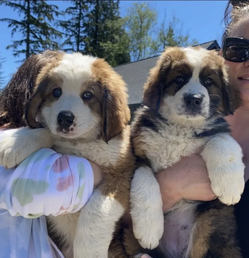 Stave Falls Dog Boarding and Hobby Kennel - British Columbia pet otel görseli 7