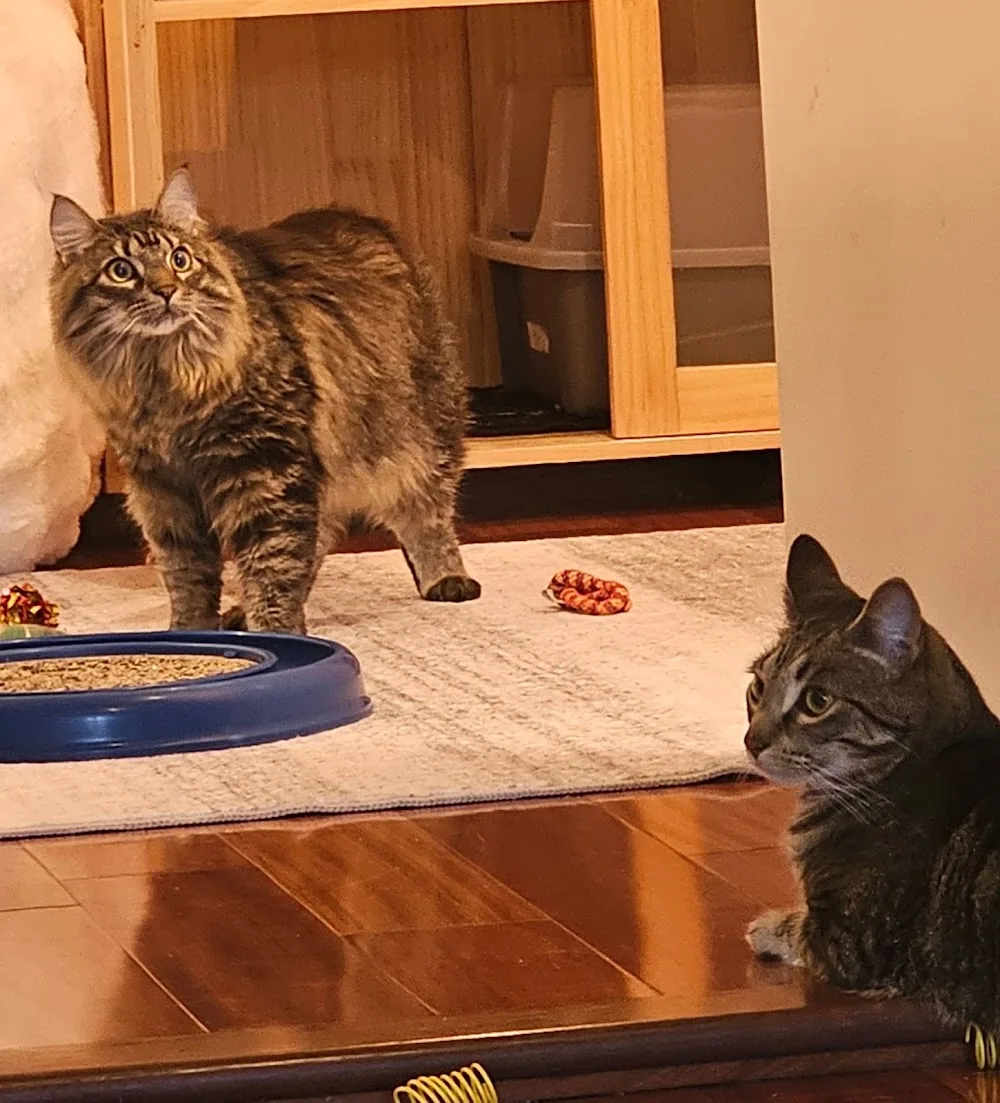 The Scratching Post - British Columbia pet otel görseli 7