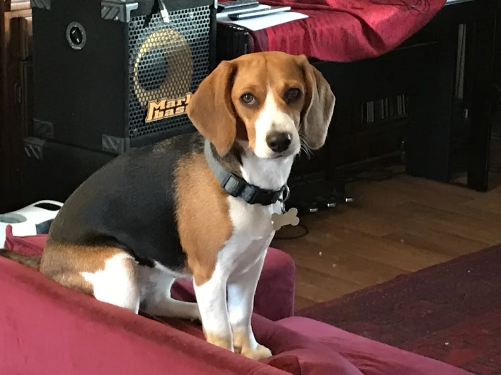 Tom and Lucy's Doggy Vacation - British Columbia pet otel görseli 3