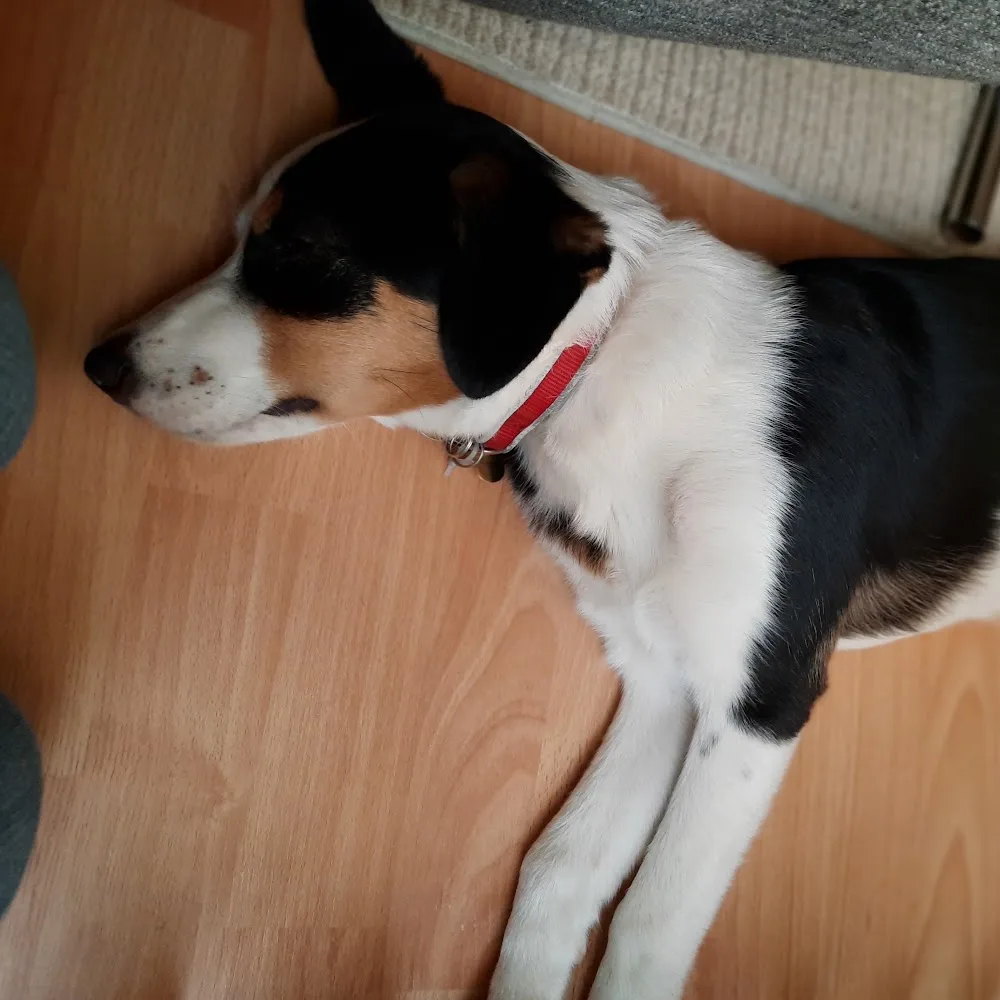 Tom and Lucy's Doggy Vacation - British Columbia pet otel görseli 4
