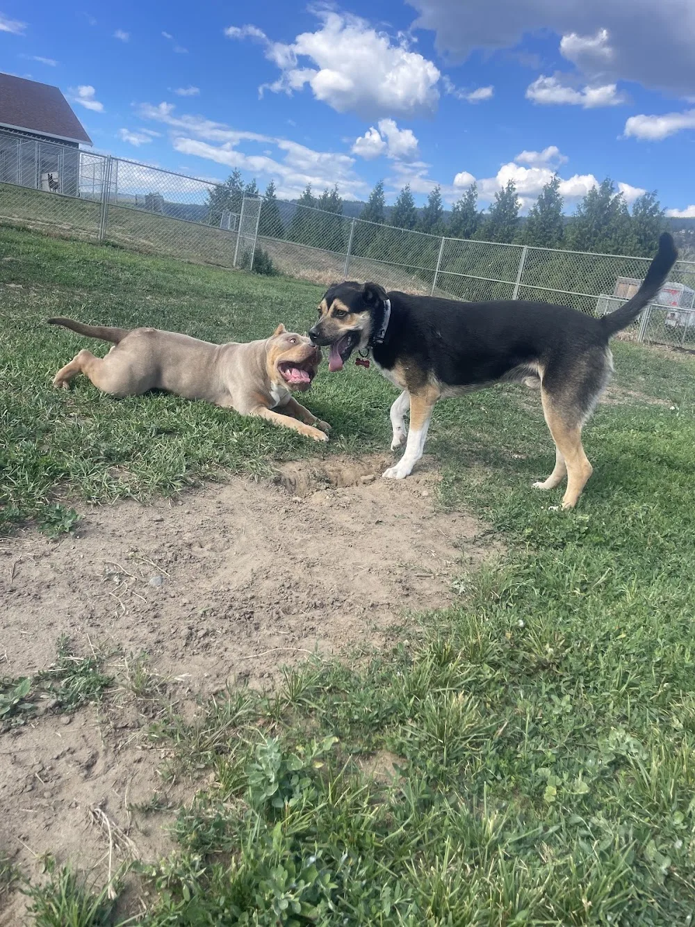Top Dog Kennels - British Columbia pet otel görseli 7