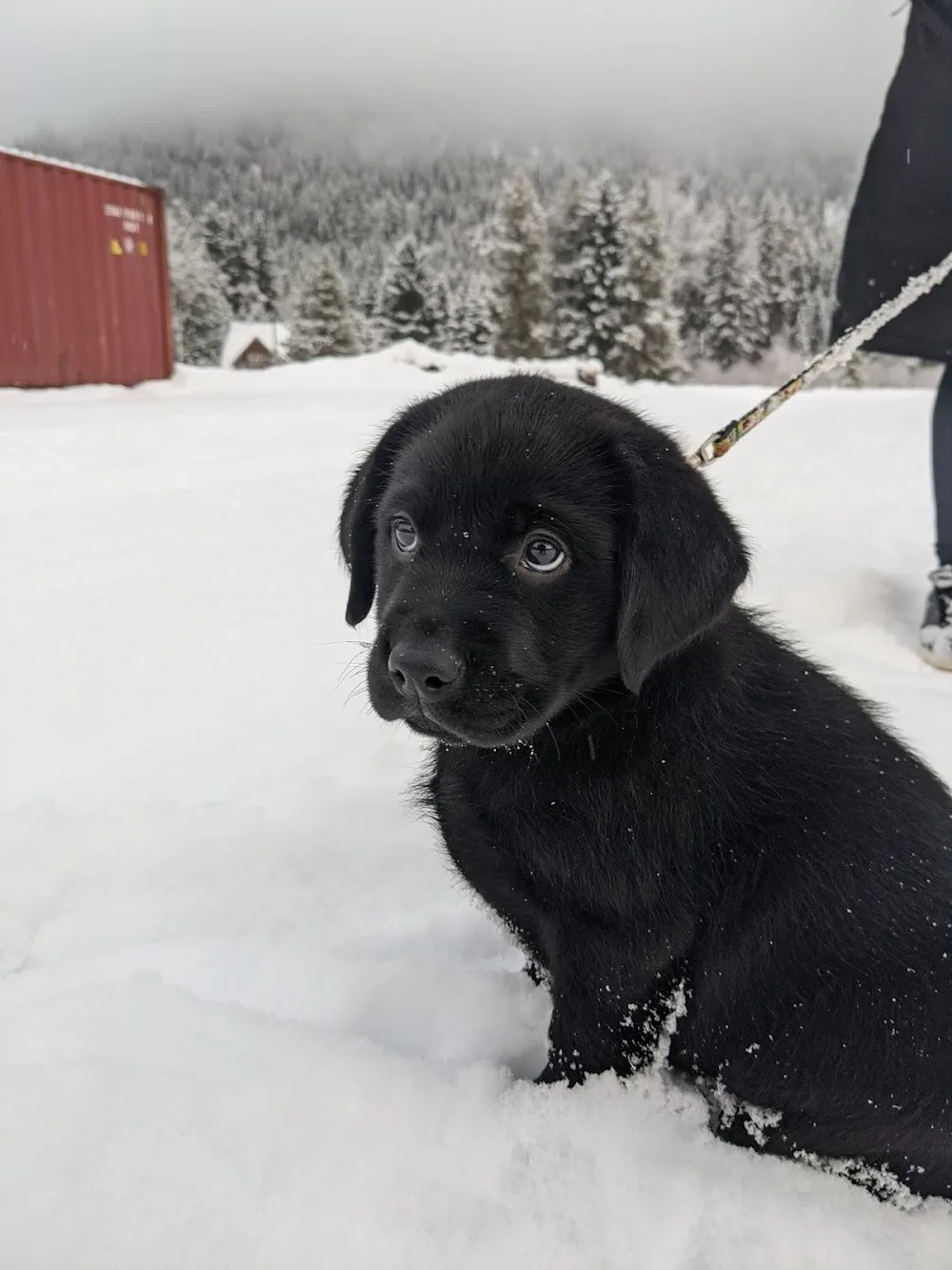 Whiterobin Kennels - British Columbia pet otel görseli 3