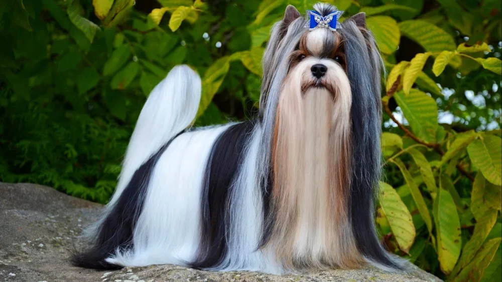 Deborah´s Magic Kennel - Brno-venkov pet otel