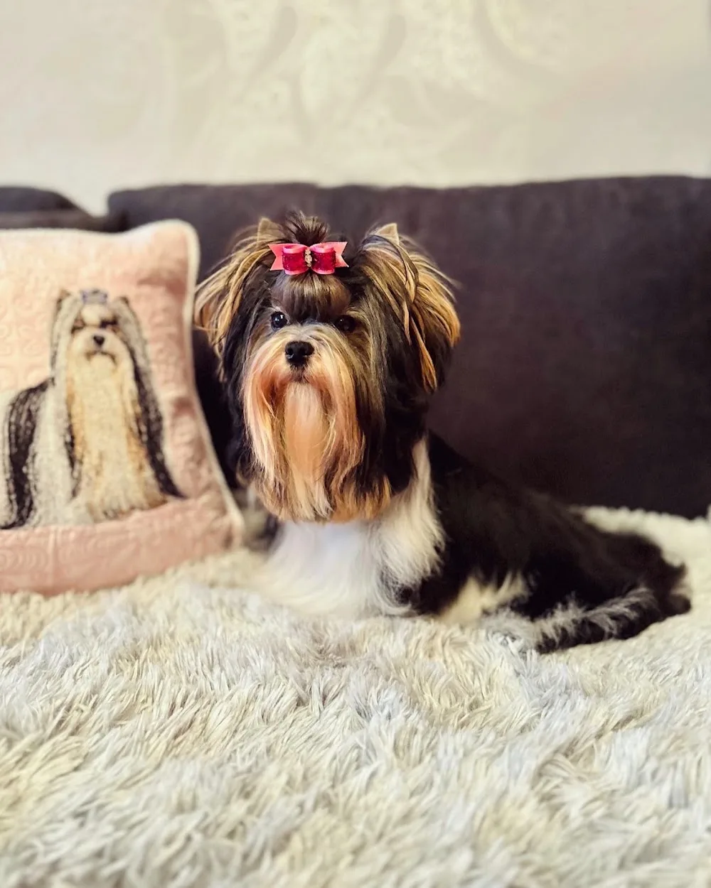 Deborah´s Magic Kennel - Brno-venkov pet otel görseli 3