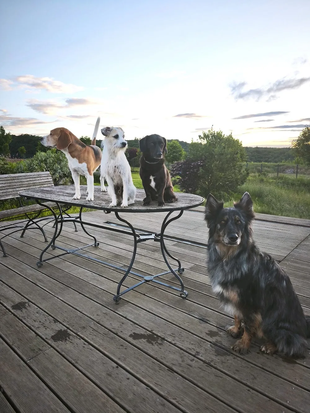 Animal Heights Hundepension - Brohl-Lützing pet otel görseli 10