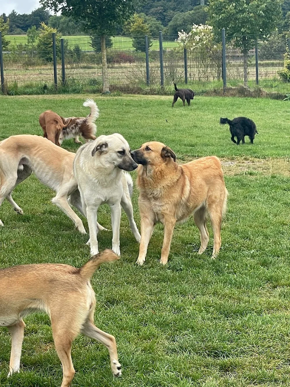 Animal Heights Hundepension - Brohl-Lützing pet otel görseli 11