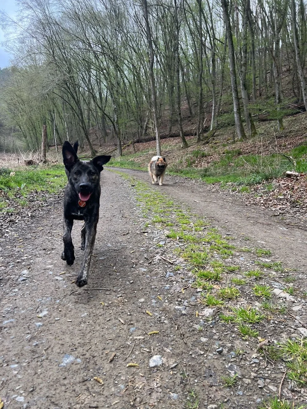 DIE HUNDEHÜTTE - Brohl-Lützing pet otel
