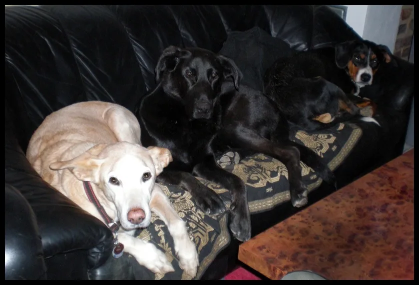 Dogsitter JaHo - Die Hundepension mit Familienanschluss - Brohl-Lützing pet otel görseli 3