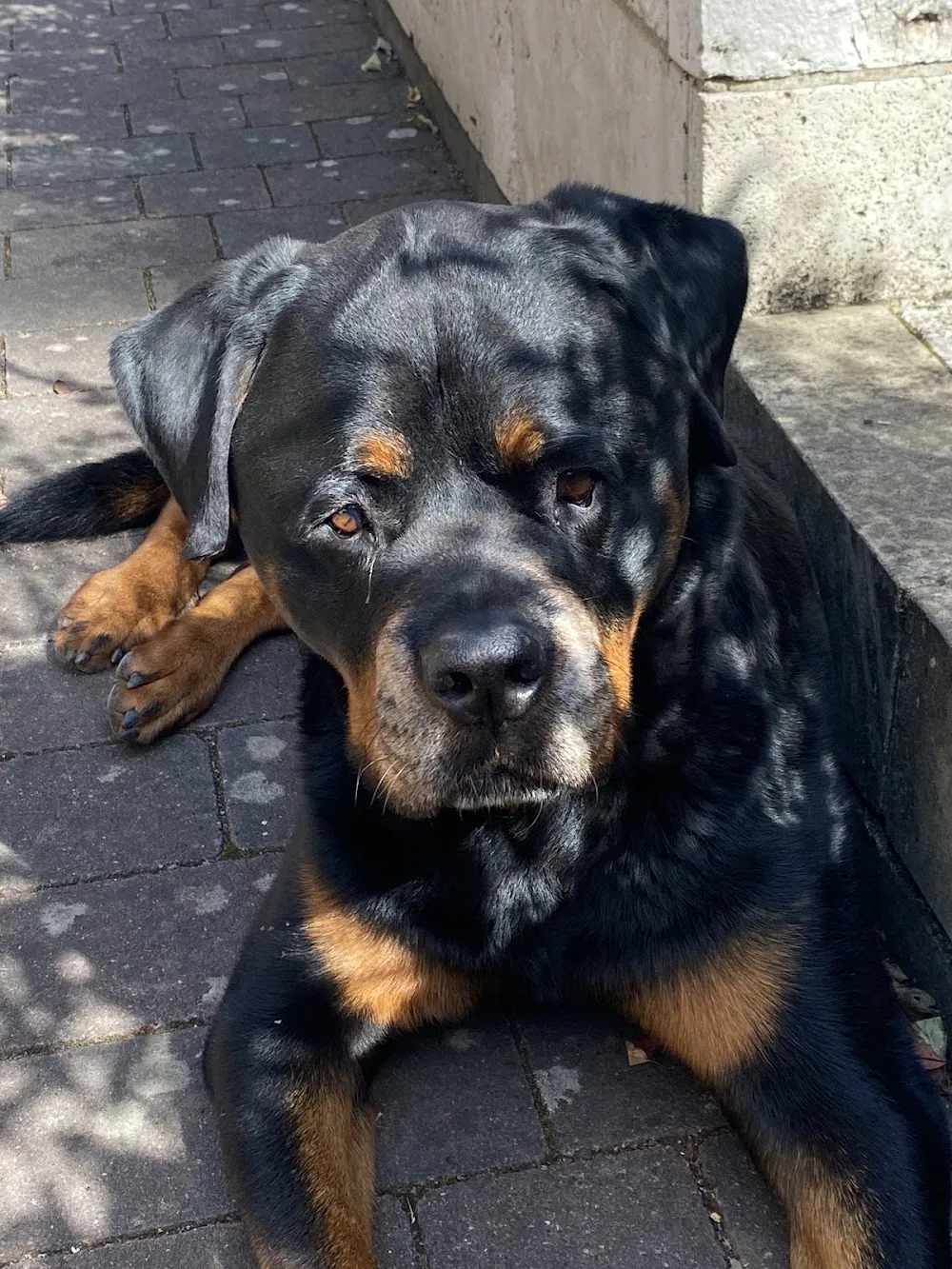 Dogsitter JaHo - Die Hundepension mit Familienanschluss - Brohl-Lützing pet otel görseli 6