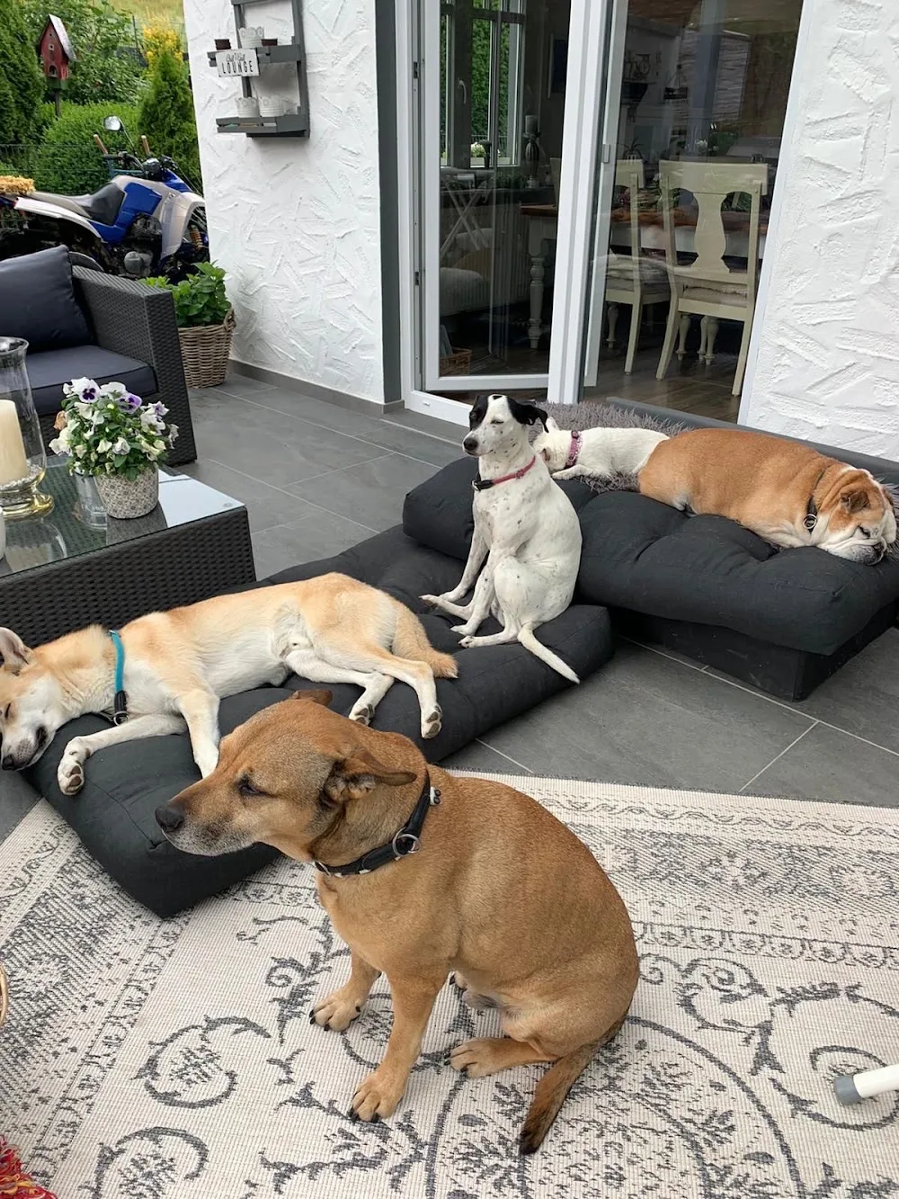 hund-otel - Brohl-Lützing pet otel