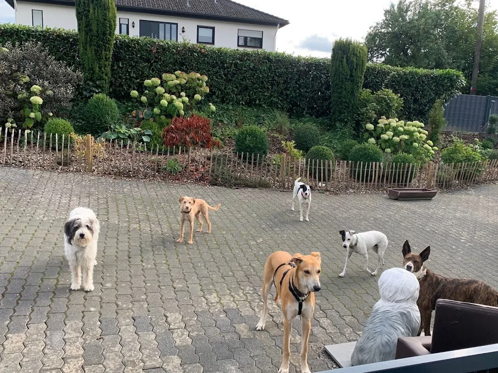 hund-otel - Brohl-Lützing pet otel görseli 7