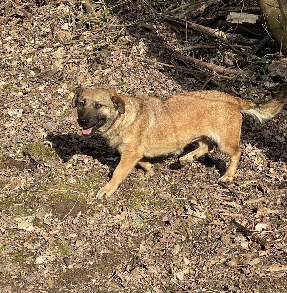 Hundepension Dubsbulls von Pfaffenheck /-Hundetagesstätte -Hundebetreuung - Brohl-Lützing pet otel