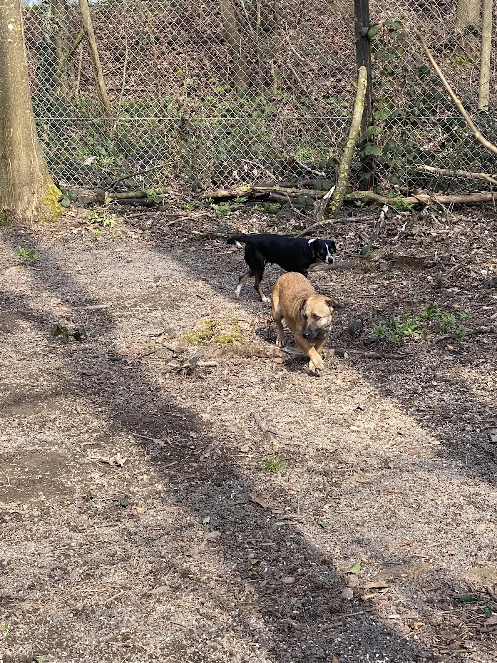 Hundepension Dubsbulls von Pfaffenheck /-Hundetagesstätte -Hundebetreuung - Brohl-Lützing pet otel görseli 3