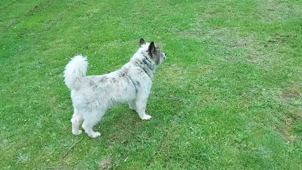 Hundepension Grafschaft - Brohl-Lützing pet otel görseli 10