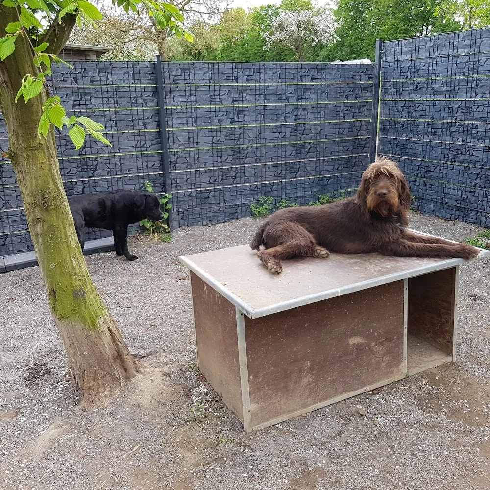 Hundepension Maur / Hundehotel - Brohl-Lützing pet otel görseli 3