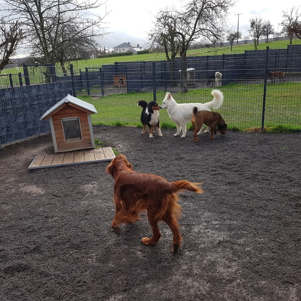Hundepension Maur / Hundehotel - Brohl-Lützing pet otel görseli 10