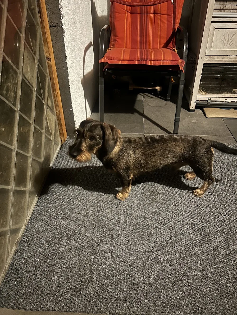 Hundepension Pablo - Brohl-Lützing pet otel görseli 6