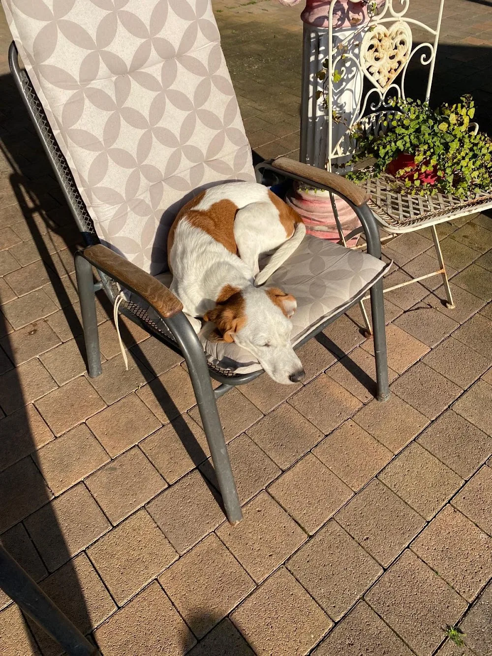 Hundepension Pablo - Brohl-Lützing pet otel görseli 11