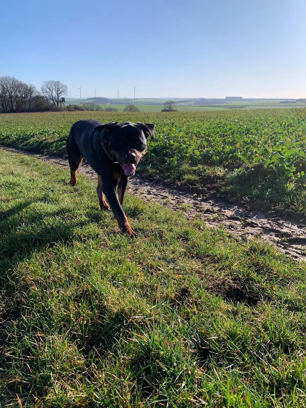 Hundepension Rü-Te - Brohl-Lützing pet otel görseli 6