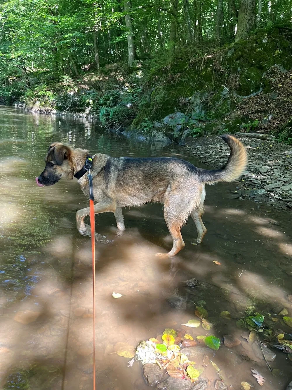 Hundepension Rü-Te - Brohl-Lützing pet otel görseli 11